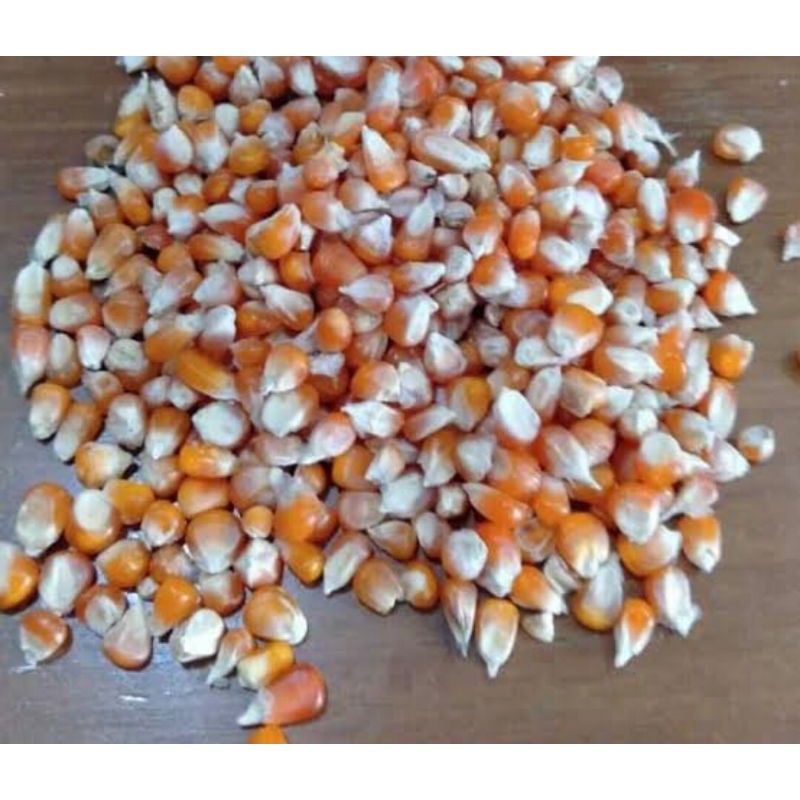 jagung kering jagung pakan ayam jagung pakan burung dara merpati