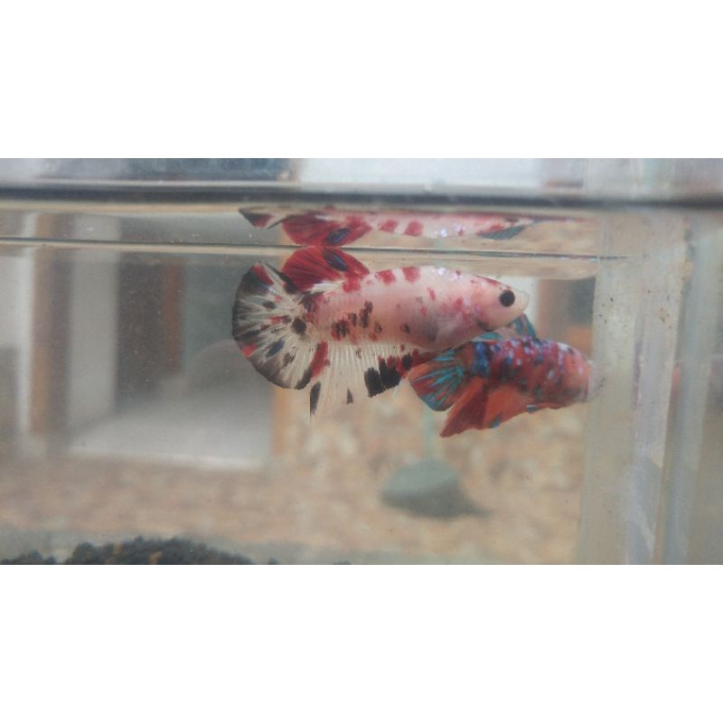 ikan cupang black koi multy