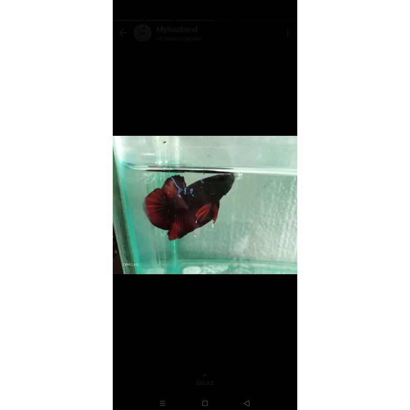 cupang Avatar vampire