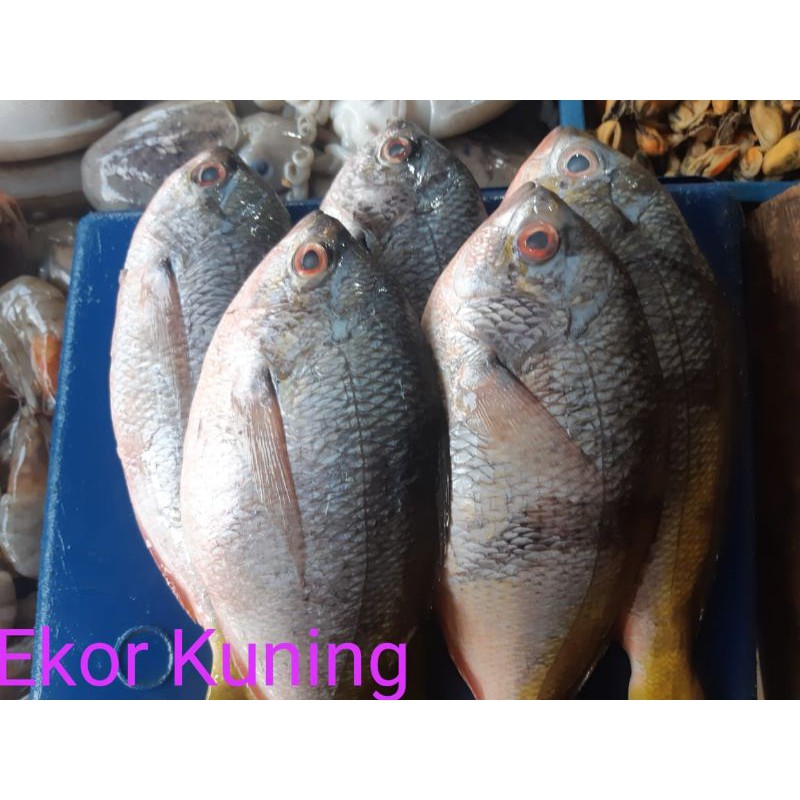 

IKAN EKOR KUNING,/500GRM