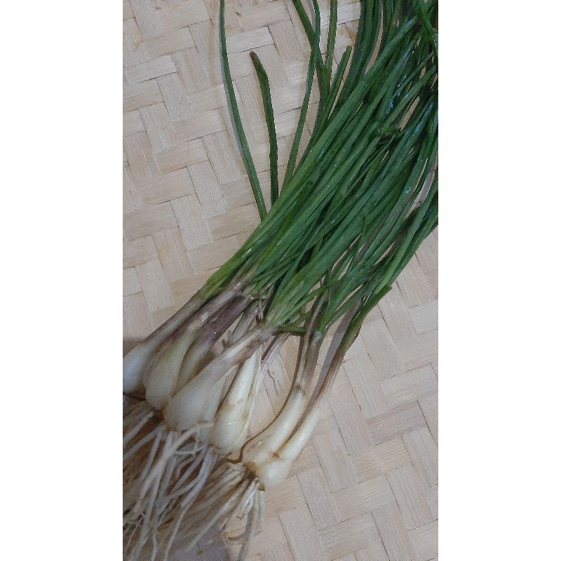 

Bawang Batak/Lokio (1 Kilogram)