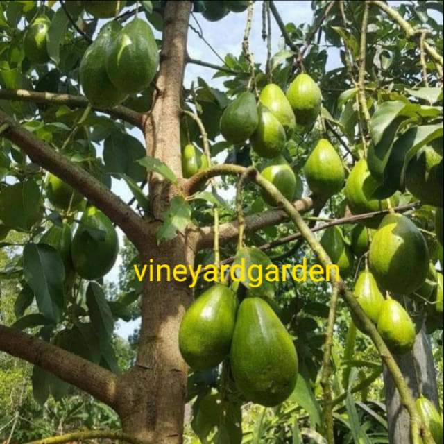 Bibit alpukat pluwang