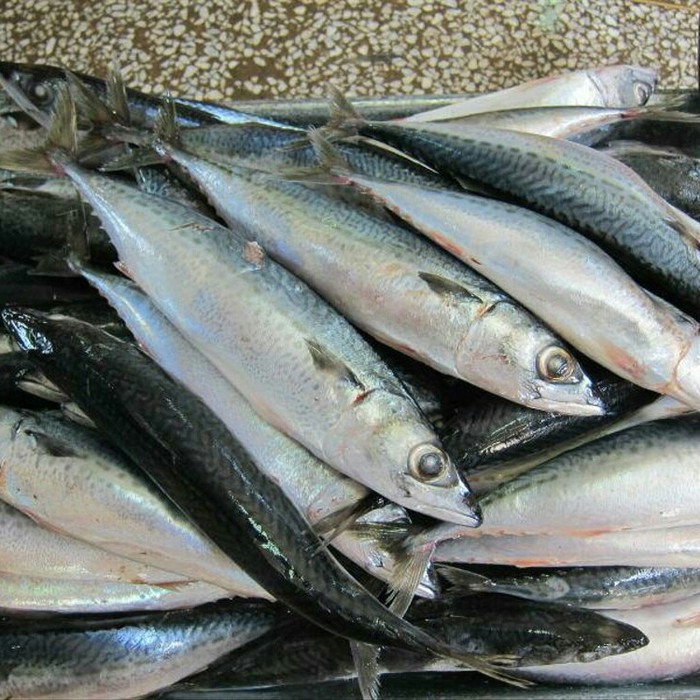 

Ikan Salem Size Kecil Kemasan Ekonomis