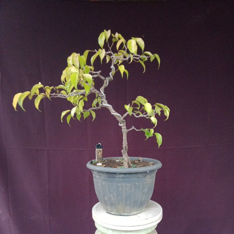 BONSAI BERINGIN BENJAMIN VARIGATA SESUAI FOTO