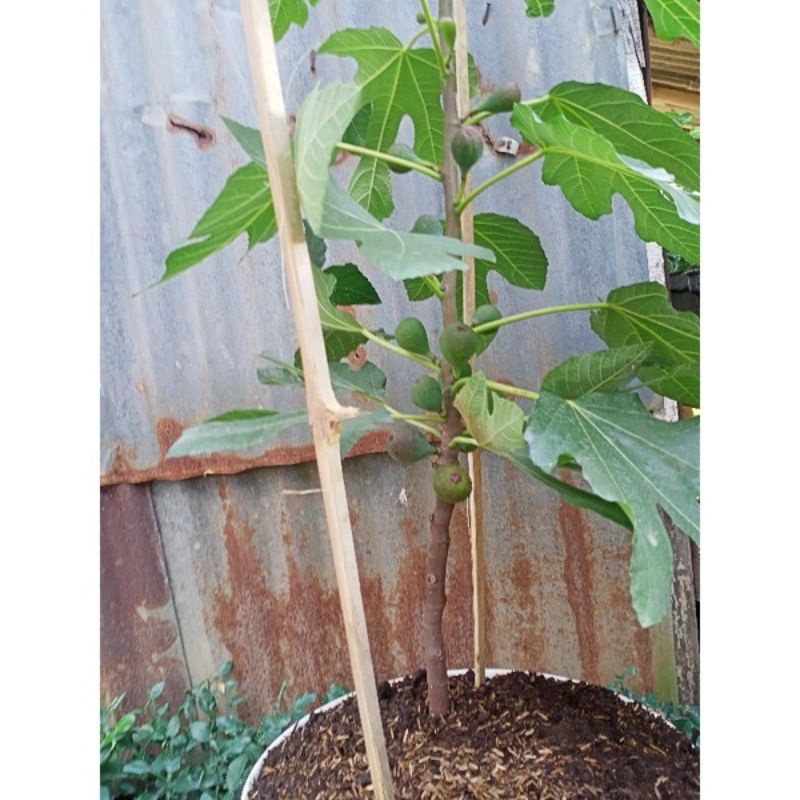 Tanaman Bibit Buah Tin( Sudah Berbuah)