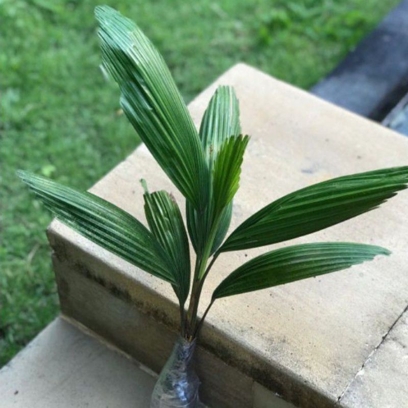 Tanaman palem kol/bibit tanaman palem kol