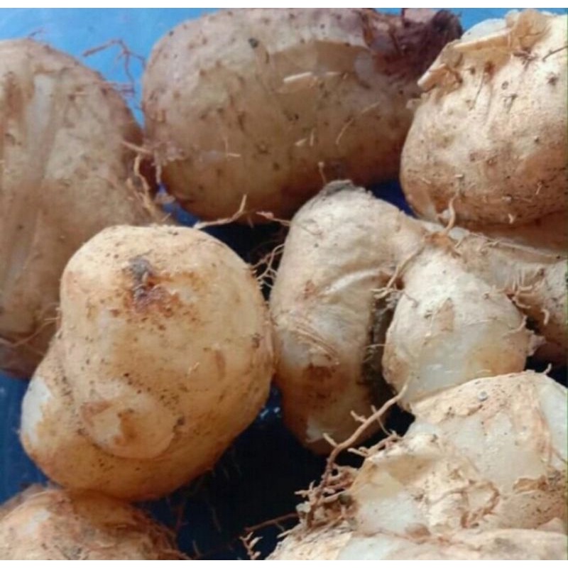 

GEMBILI FRES SEGAR MURAH GEMBILI ASLI JAWA 1KG