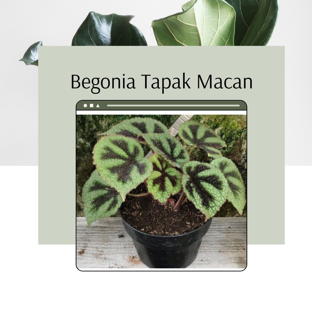 Tanaman Hias Begonia Tapak Macan Bunga Begonia Tapak Macan Terawat