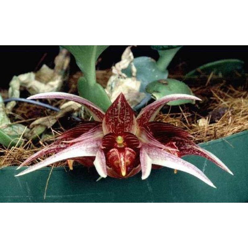 Anggrek Bulbophyllum Reticulatum