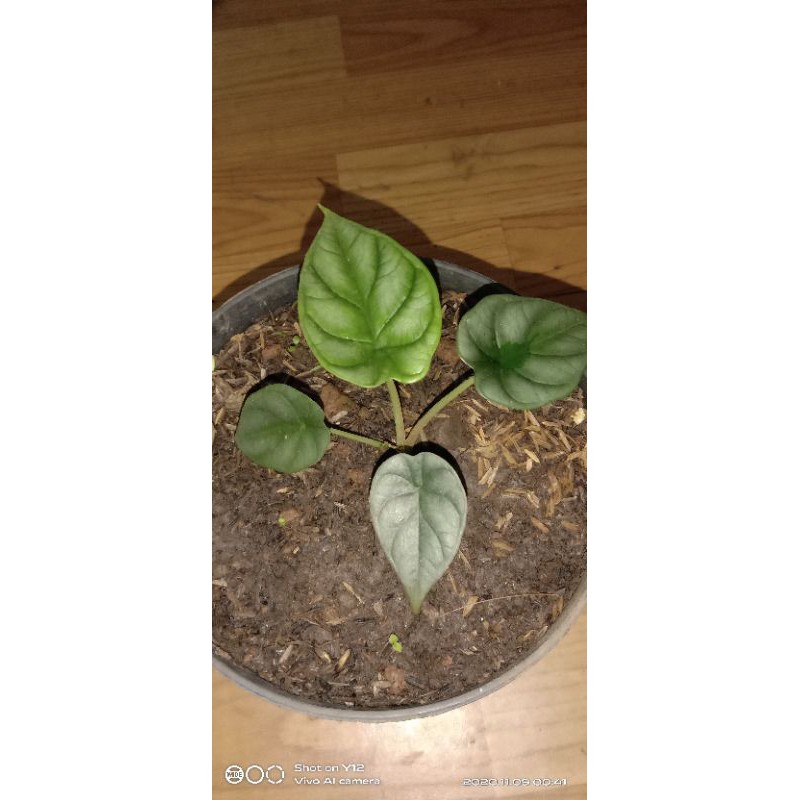 anakan alocasia silver