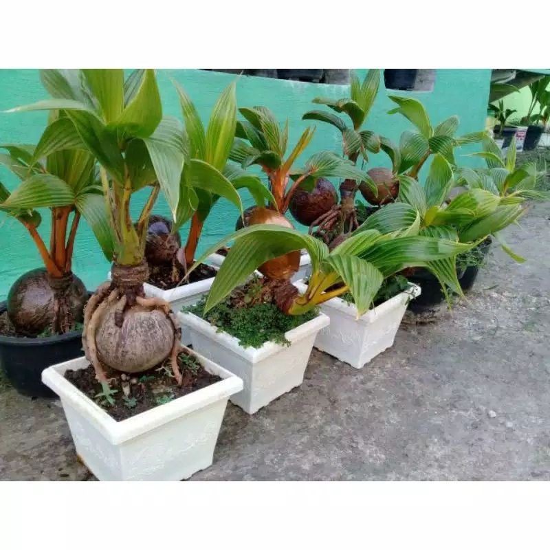 tanaman bonsai kelapa / kelapa bonsai