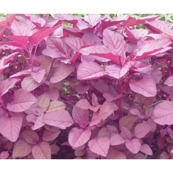 benih Bayam Merah, Jual benih Bayam Merah murah enak dimakan