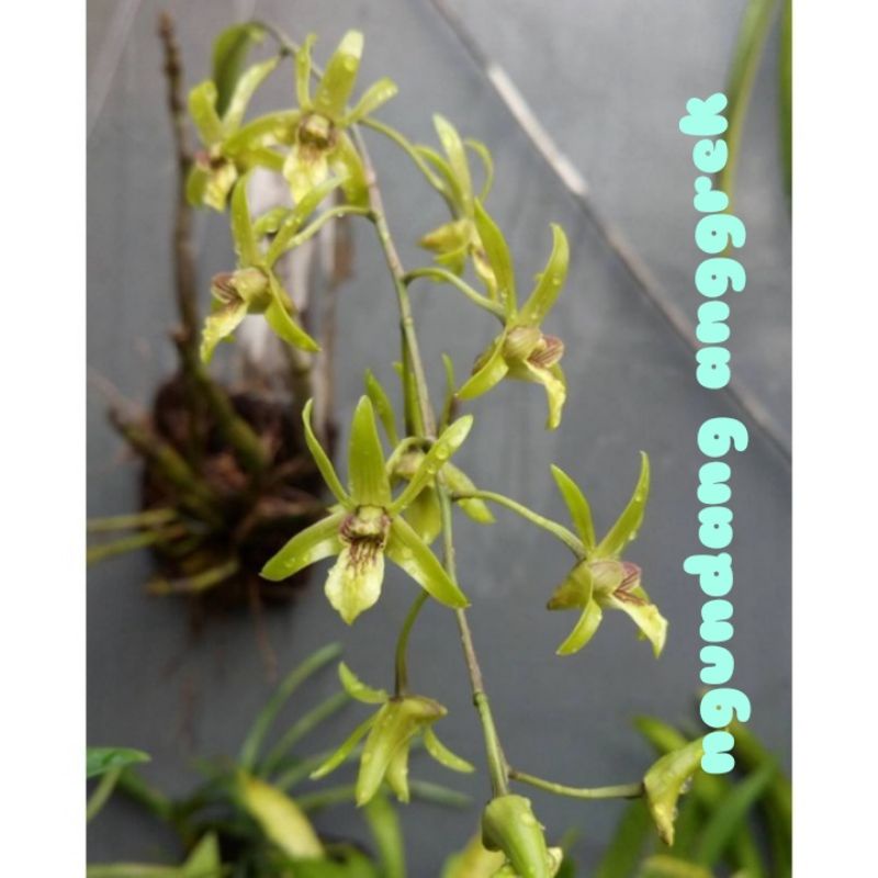 Anggrek dendrobium capra/larat hijau