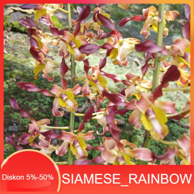 Anggrek Dendrobium Keriting Rambo Dewasa