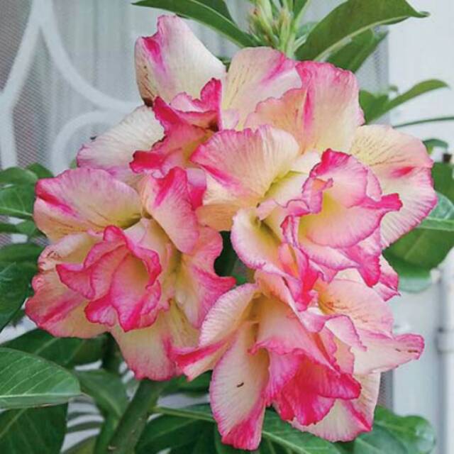 Bibit bunga kamboja jepang kuning kombinasi