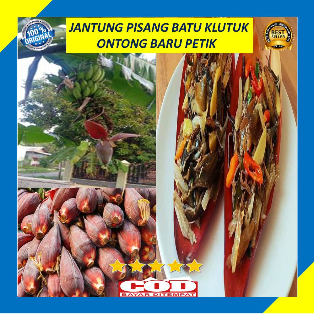 

Jantung Pisang Batu Klutuk Perbuah Otong Pisang Baru Petik Fresh