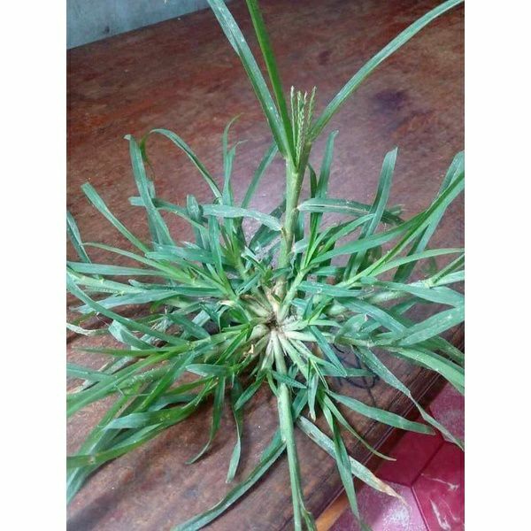 

RUMPUT PARAGIS//OBAT HERBAL RUMPUT PARAGIS /BELULANG SEGAR//MENYEMBUHKAN KANKER