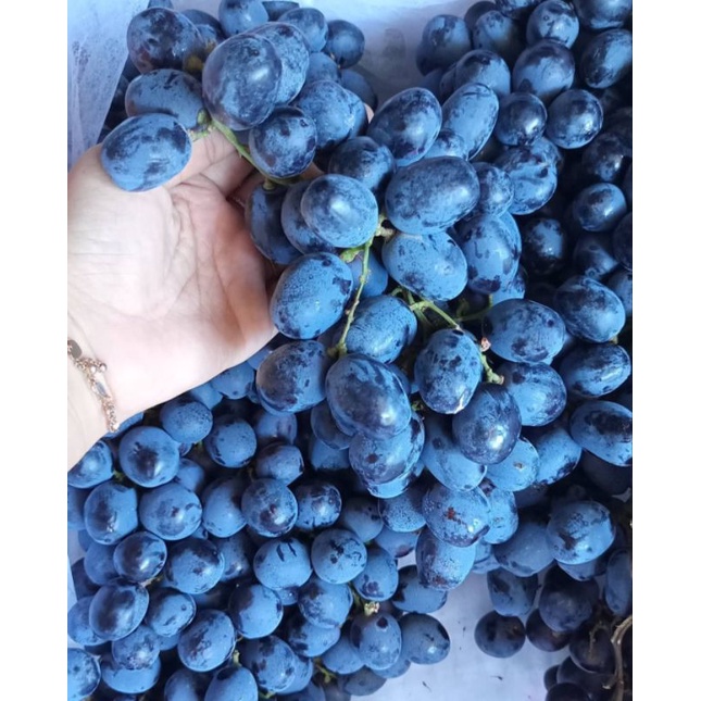 

anggur autum Australia fresh