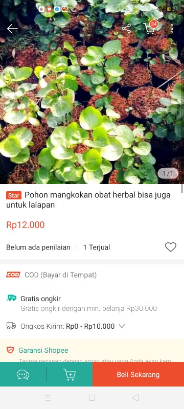 Pohon Mangkokan Obat Herbal Bisa Juga Untuk Lalapan