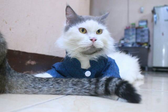 Baju koko lebaran untuk kucing 2019 / baju kucing lucu murah size S M L XL