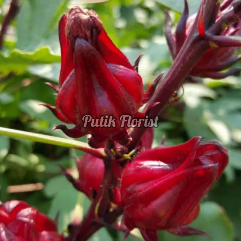 Bibit Tanaman Herbal Rosella - Tanaman Rosella