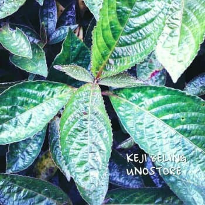 

100 GRAM DAUN KEJI BELING / PECAH BELING SEGAR DAUN HERBAL