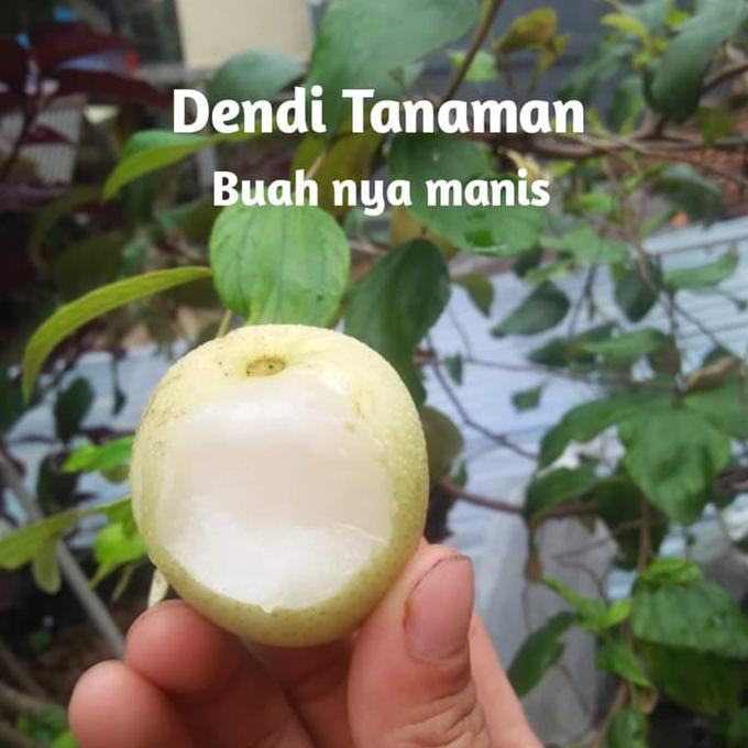 Bibit Pohon Apel Futsa Sudah Berbunga/Berbuah /Apel Okulasi