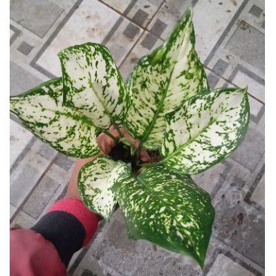 aglonema dut white/aglonema dut anjamani white