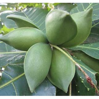 1 biji/buah Ketapang