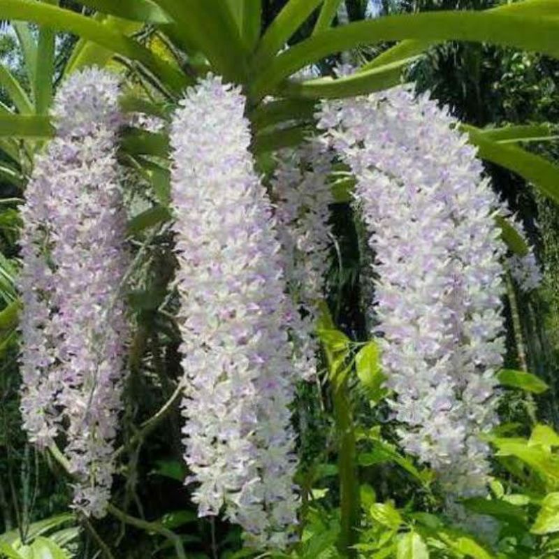 rhycontilis retusa dewasa murah siap bunga