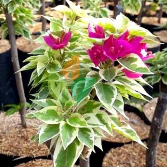 tanaman hias bougenville singapore variegata murah dan berkulitas