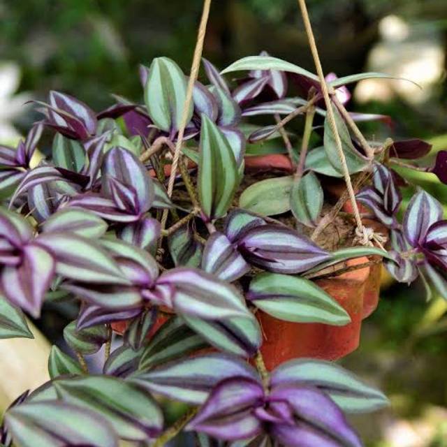 Tradescantia