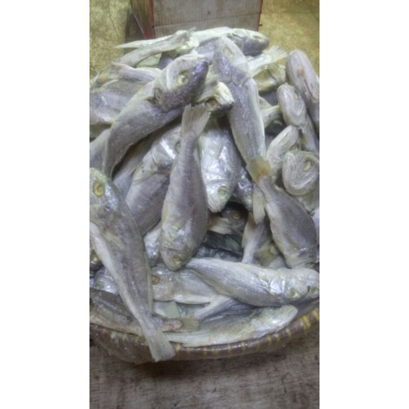 

Ikan Kepala Batu Medan 1000gr