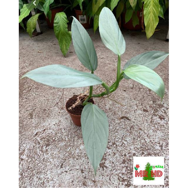 Philodendron Hastatum Silver Sword  Silver Shopee 