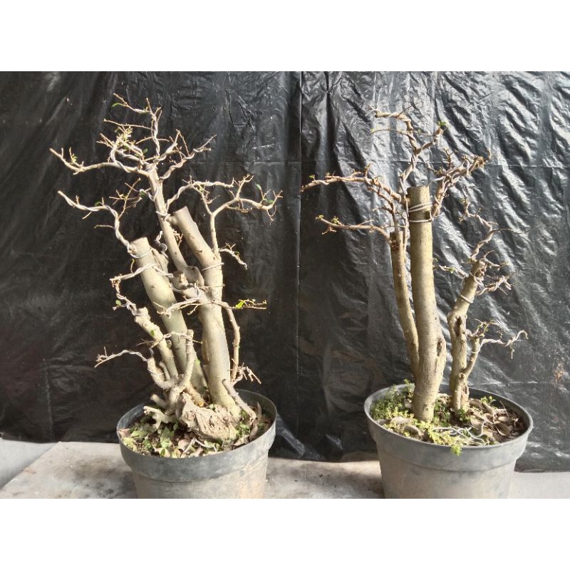 Bonsai Serut (streblus asper)