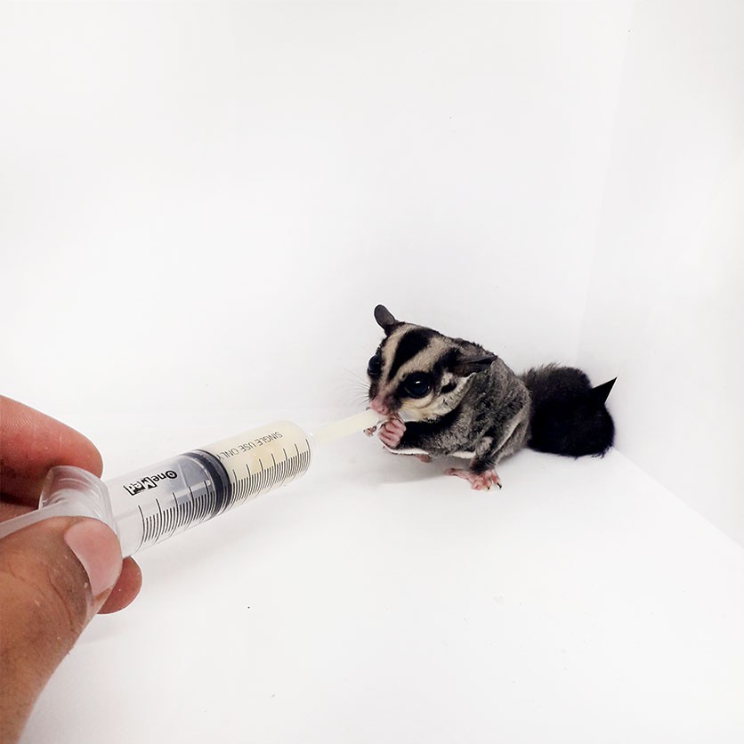 ADEWAP GLIDER Spet Alat Bantu Makan Bayi Sugar Glider