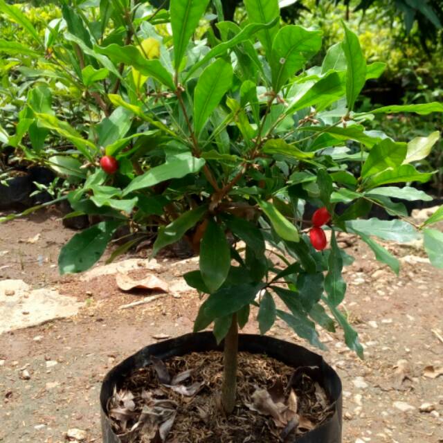 Miracle fruit/buah ajaib berbunga