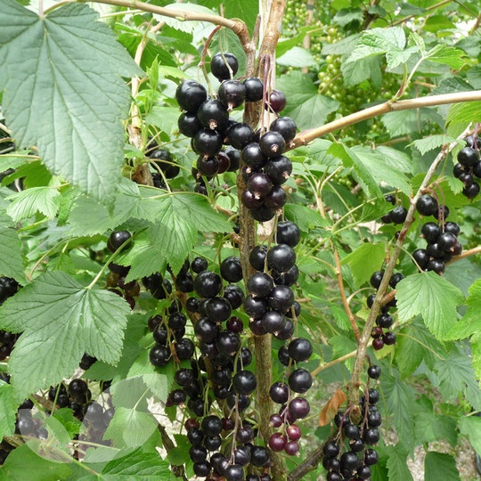 4 Bibit Buah Blackcurrant Premium Seed Benih Tanaman Buah Black Currant Super Ribes Nigrum Unggul