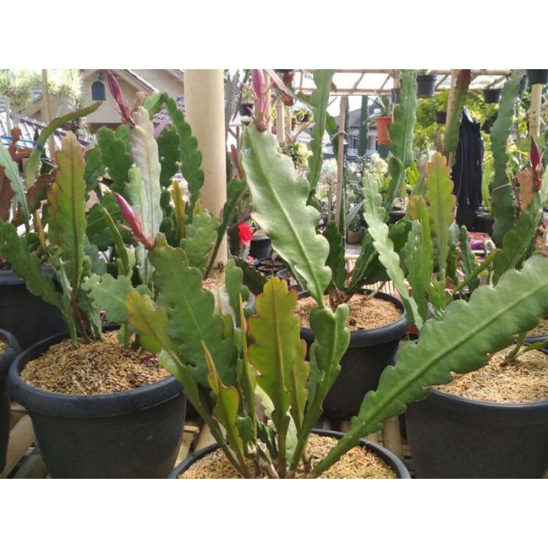 bunga wijaya kusuma warna biru siap berbunga