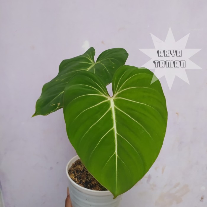 PHILODENDRON GLORIOSUM | TANAMAN HIAS GLORIOSUM