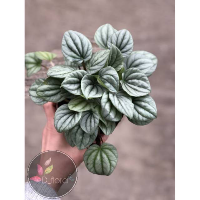 Peperomia Caperata Silver - Tanaman Hias Peperomia Silver