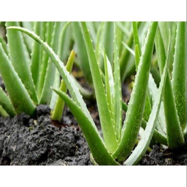 Tanaman herbal lidah buaya  aloevera Shopee Indonesia