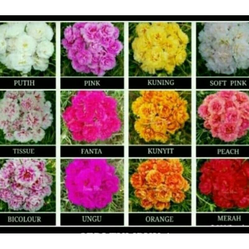 bunga krokot tumpuk mix warna