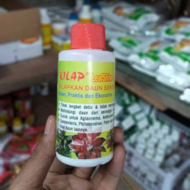 Kilap Daun - Semir Daun &quot;Kilap&quot; Leafshine oles / pengkilap daun tanaman hias aglonema pengkilat daun