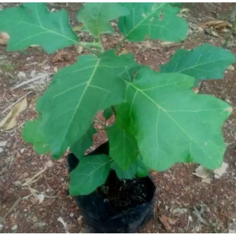 

[Fresh] BIBIT TEKOKAK BIBIT TANAMAN TEKOKAK ATAU RIMBANG