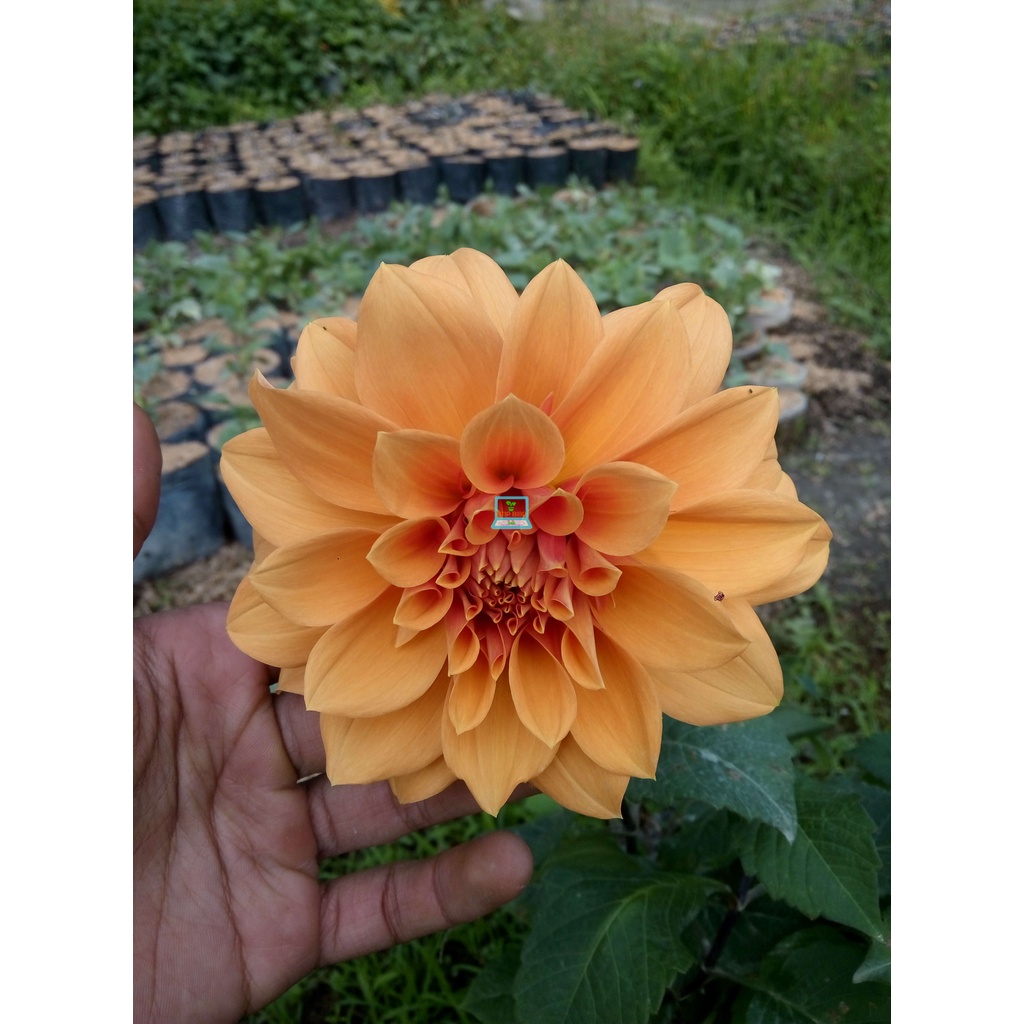 Umbi Bunga Dahlia Banyak Warna bergaransi