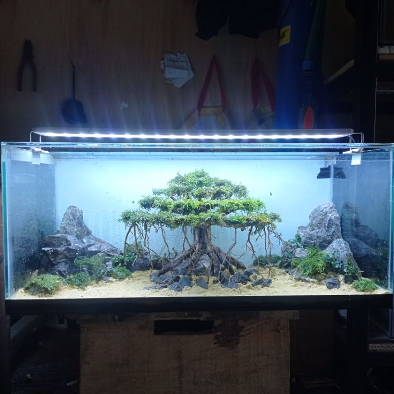 bonsai beringin aquascape murah