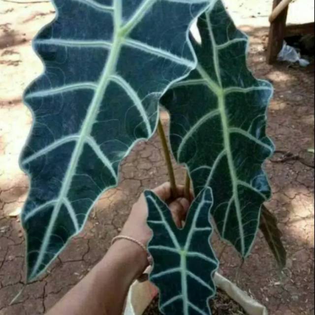 Tanaman Hias Keladi Tengkorak - Amazon - Alocasia Amazon