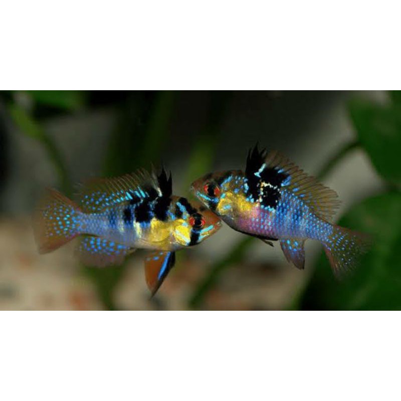 ikan ramirezi german