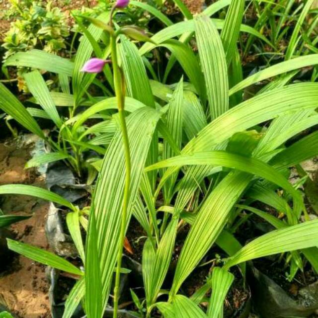 Tanaman hias anggrek - anggrek tanah - bibit anggrek - tanaman hias